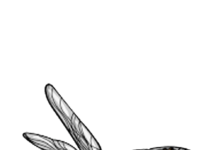 drawing for kids